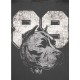 PIT BULL koszulka DOG 89 graphite